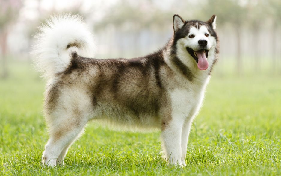 Alaska đến từ Bắc Mỹ được xem là nằm trong top chó đẹp nhất thế giới
